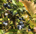Broitzem Laub Blau